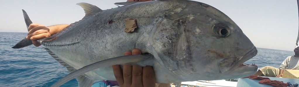 Sail Fish boat